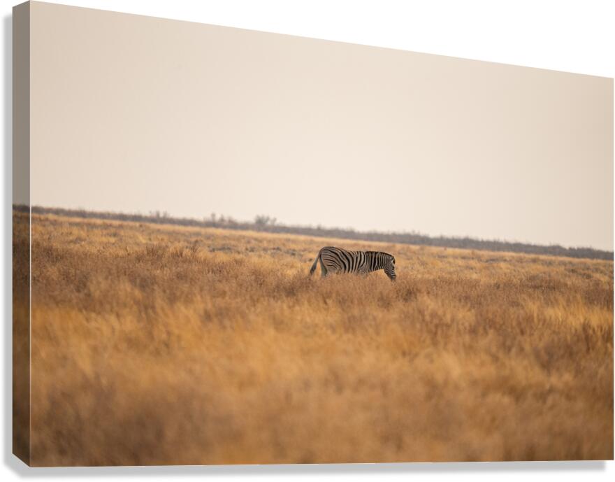 Zebras 3 Canvas Print