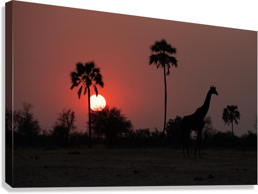 African Sunset Canvas Print
