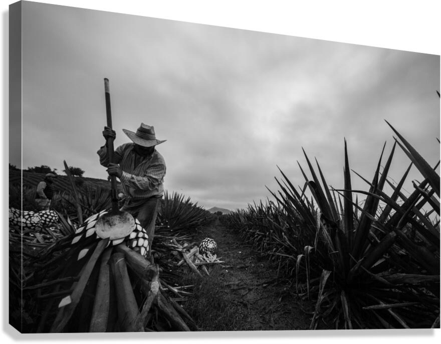 Agave Fields 1 Canvas Print