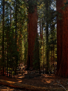 Ancient Grandeur: Gazing Upon the Splendor of General Sherman