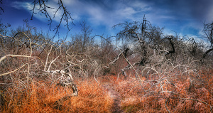 Twilights Embrace: Exploring the Frozen Mysteries of the Crooked Bush