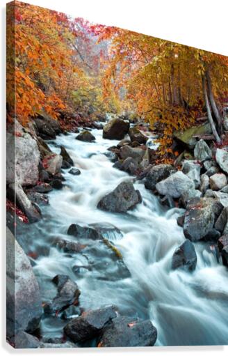 Roses Brook Canvas Print