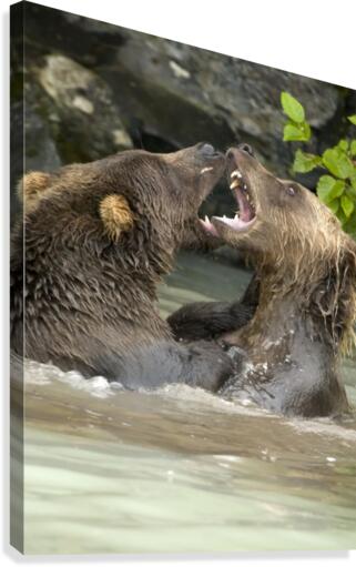 Alaskan Bears Canvas Print
