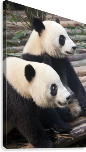 Panda Pair Canvas Print