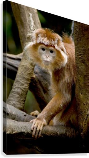 Monkey Canvas Print