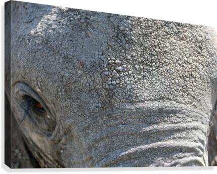 Eye To Eye Canvas Print