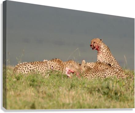 Mealtime Canvas Print