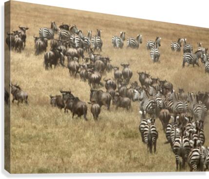 Migration Canvas Print