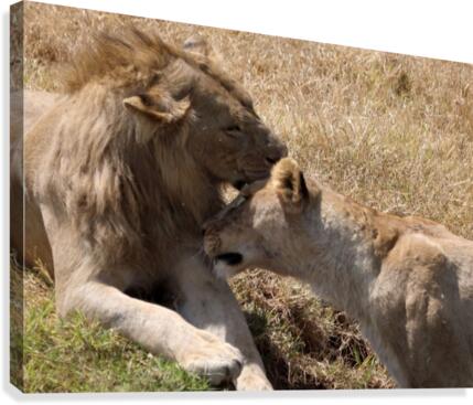 The Nuzzle Canvas Print