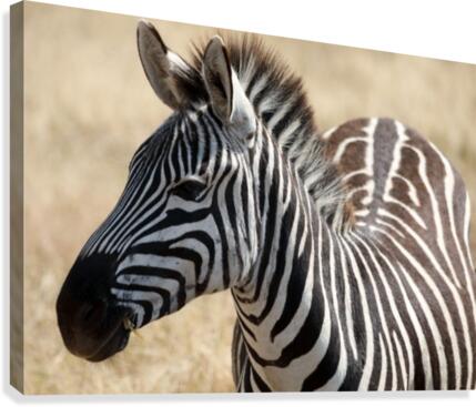 Stripes Canvas Print