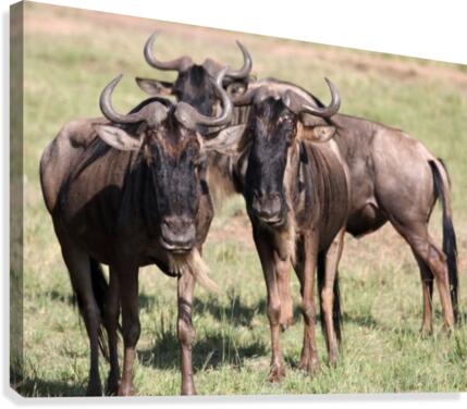 Wildebeast Canvas Print