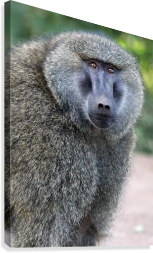 Staredown Canvas Print