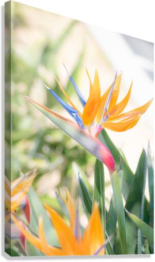 Paradise Canvas Print