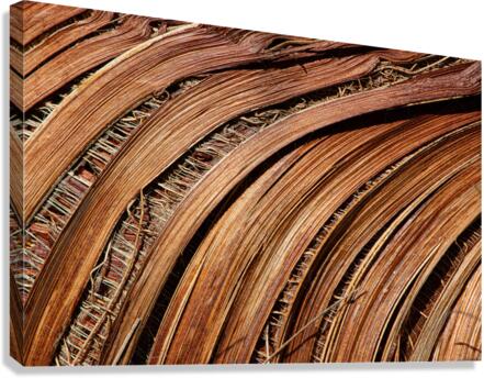 Frond Canvas Print