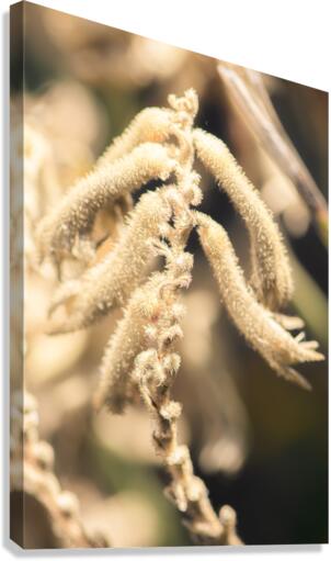 Kangaroo Paw Canvas Print