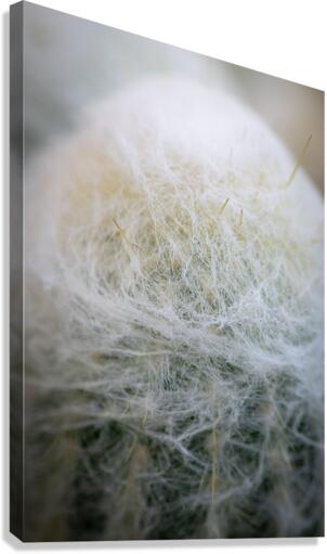 The Brood Canvas Print