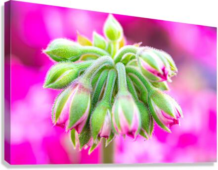 Bloom Canvas Print