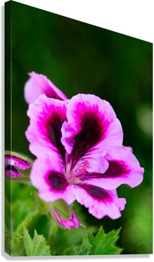 Wild Thing Canvas Print