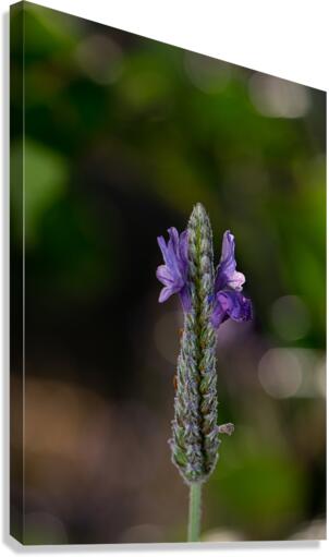 Stillness Canvas Print