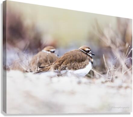 Killdeer Couple Canvas Print