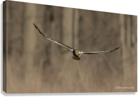 Hawk Canvas Print