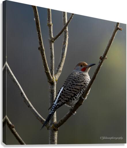 Northern Flicker Canvas Print