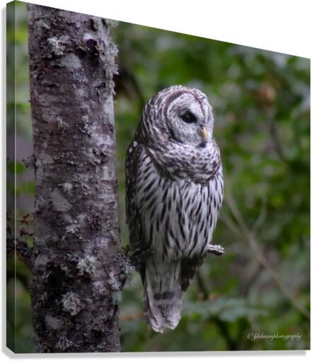 Owl Canvas Print