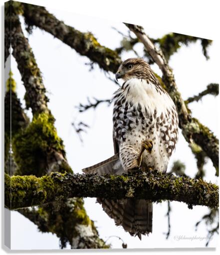 Red Shouldered Hawk Canvas Print
