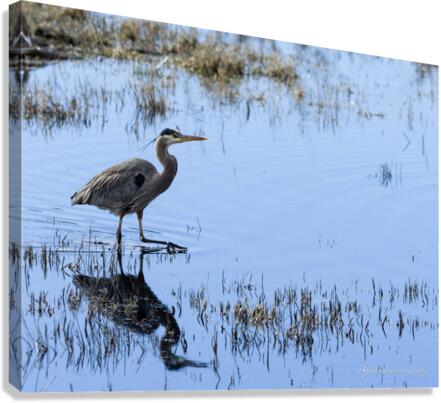 Heron Canvas Print
