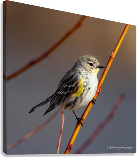 Warbler Staredown Canvas Print