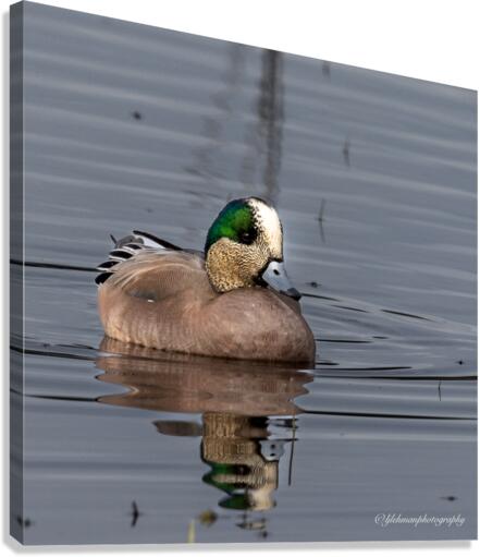Widgeon  Canvas Print