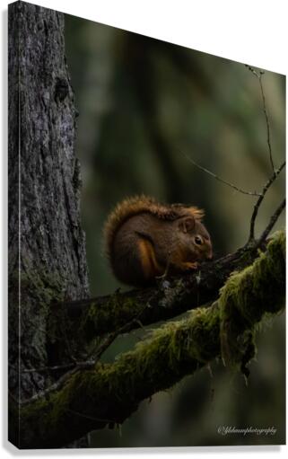 Douglas Squirrel  Canvas Print