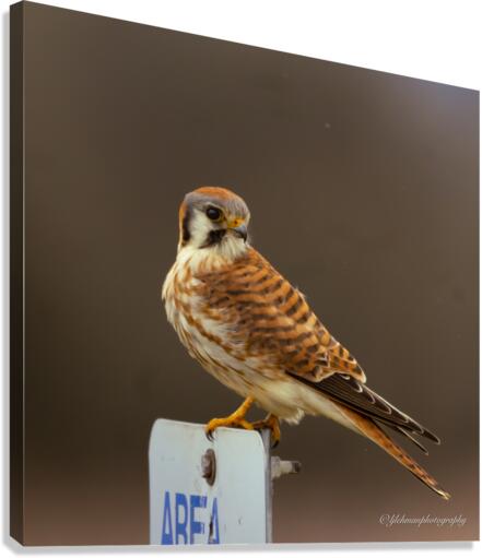 Kestrel Canvas Print