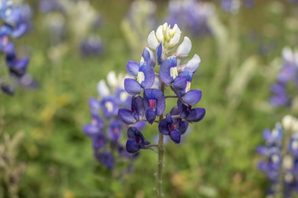 Bluebonnet Print
