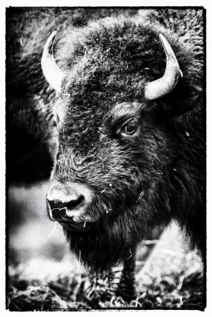 Bison