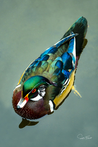 Canard branchu clean