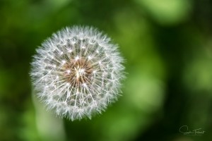 Dandelion
