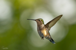 Colibri a gorge rubis
