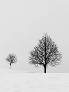 Deux arbres