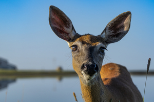 Doux yeux de biche