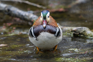 Le mandarin