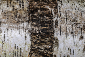 Garrot naturel