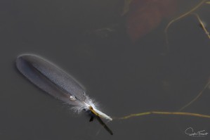 Goutte de plume