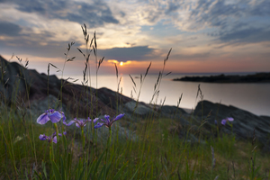 Iris sur aurore