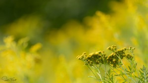 Jaune