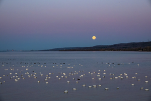 La lune sur les oies