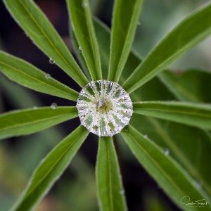 Le Lupin et sa goutte