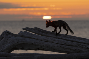 Le renard sur sa bûche