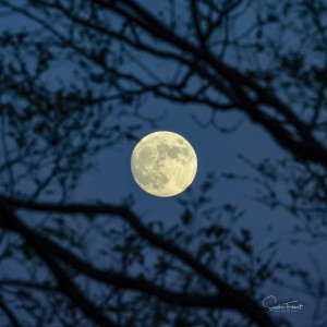 Lever de lune