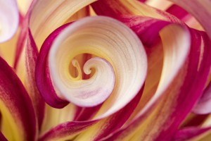 Spirales